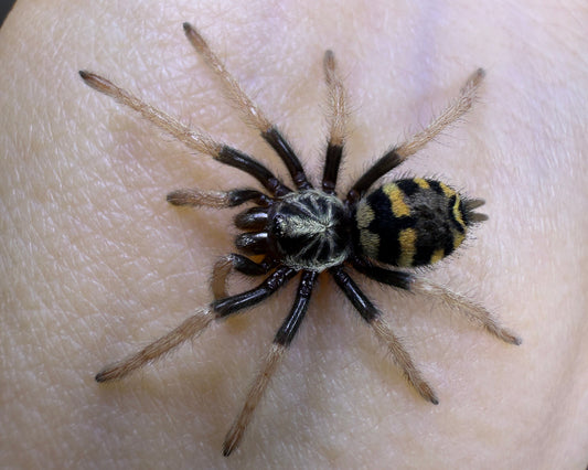 Hapalopini sp. ‘Yasuni’ (Ecuadorian crowned tarantula) 0.75"
