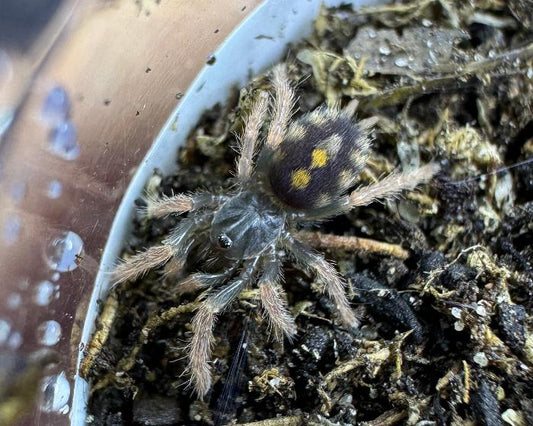 Hapalopus sp. 'Colombia, small’ (munchkin pumpkin patch tarantula) ".25