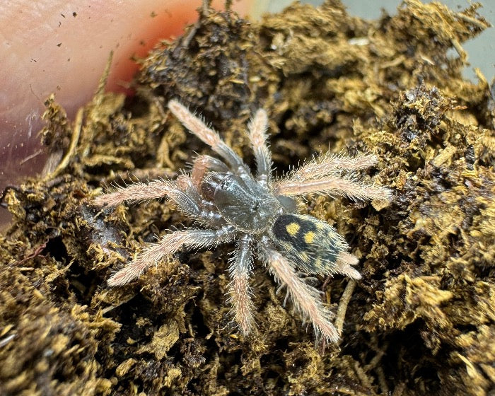 Hapalopus vangoghi, formerly Hapalopus sp. 'guerilla' (speckle patch tarantula) 0.33"