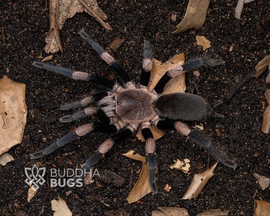 Haplocosmia himalayana (Himalayan banded-legged earth tiger tarantula) 