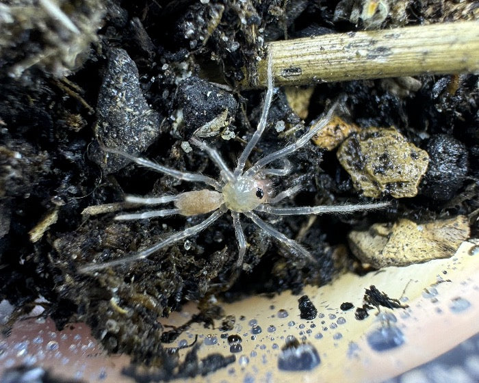 Harmonicon oiapoqueae (French Guianan red and black curtain web spider) 0.33"