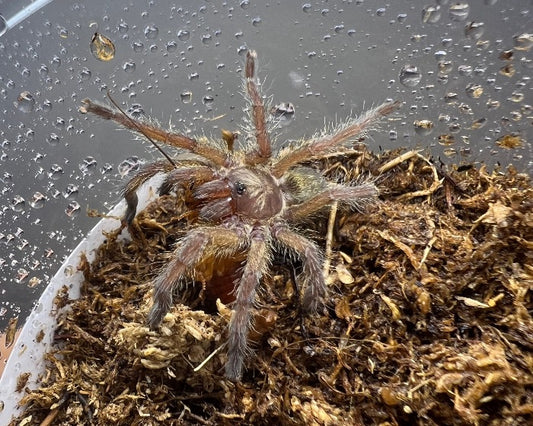 Harpactira baviana (Purcell's baboon tarantula) 0.5"