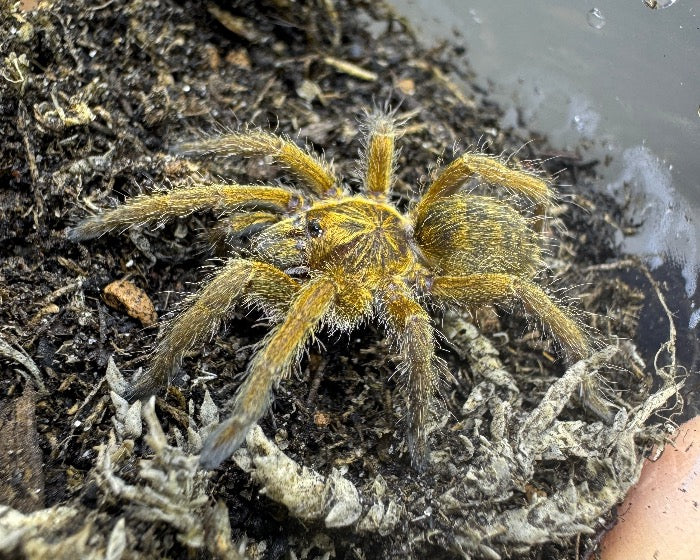 Harpactira cafreriana (Cape copper baboon tarantula)