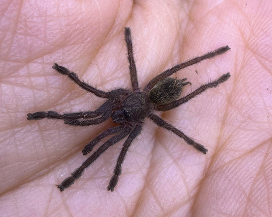 Harpactira marksi (Elizabethfontein baboon tarantula) 0.75"