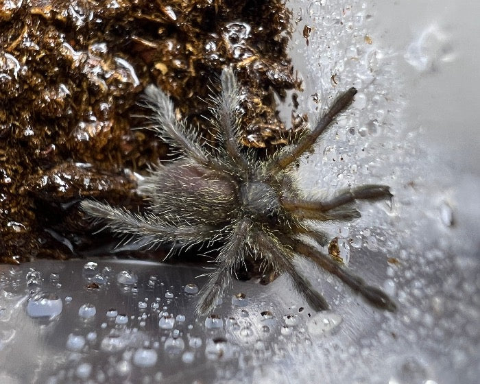 Harpactira namaquensis (bronze baboon tarantula) 0.5"