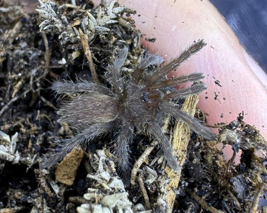 Harpactira sp. ‘golden black’ (golden black baboon tarantula) 0.5"