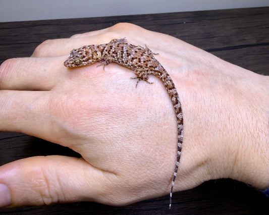 Heteronotia binoei (Bynoe's gecko)
