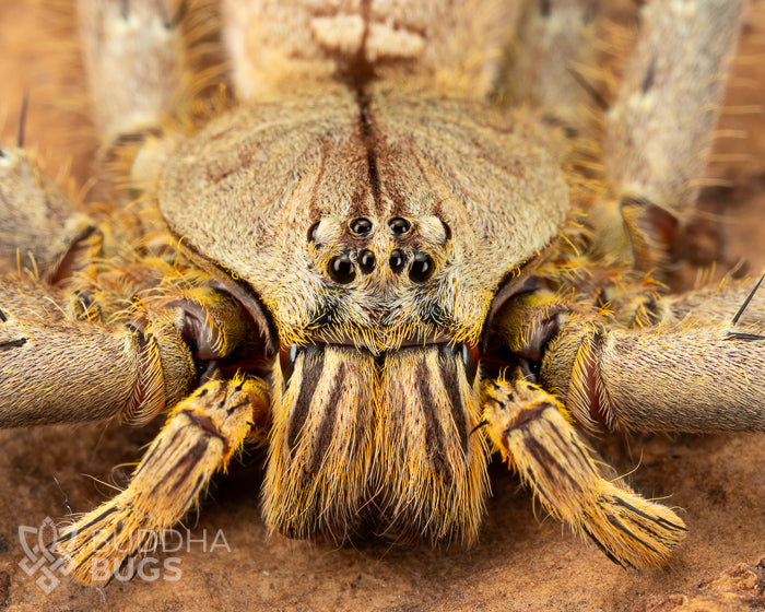 A close-up of the face of a mature female Heteropoda boiei, a huntsman spider species known as the lichen huntsman spider.