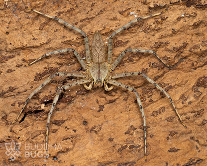 A mature female Heteropoda boiei, a huntsman spider species known as the lichen huntsman spider, poses on natural cork bark.