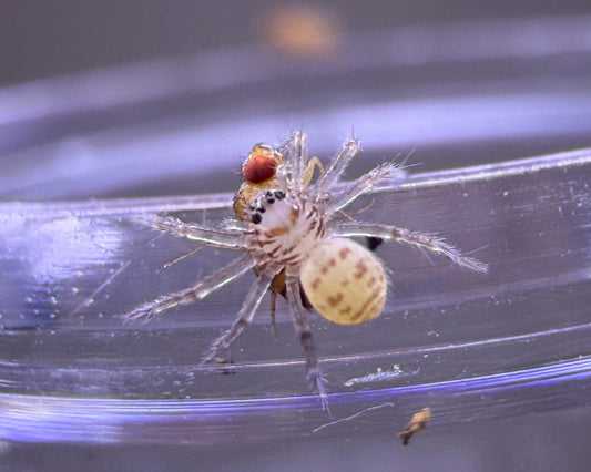 Heteropoda cf. languida (languid huntsman spider) 0.25"