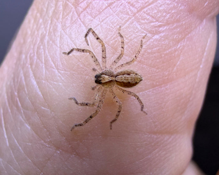 Heteropoda javana (Javan huntsman spider) 0.33"