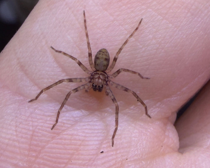 Heteropoda martinae (Martina's huntsman spider) 0.5"