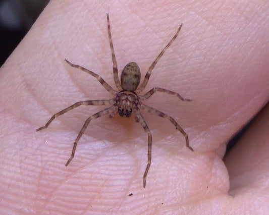 Heteropoda martinae (Martina's huntsman spider) 0.5"
