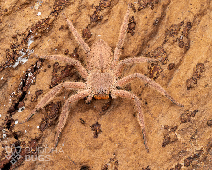 An adult female Heteropoda pingtungensis, also known as a Pingtung huntsman spider, poses on a piece of natural cork bark.