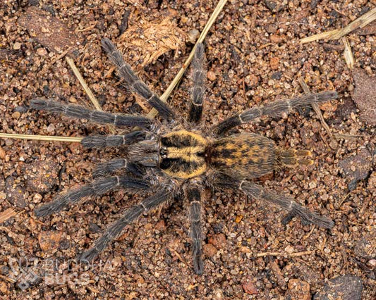 A female Heterothele villosella, a Tanzanian chestnut tarantula, poses on sandy clay. 