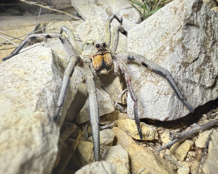 Hogna carolinensis (Carolina wolf spider) 0.5"