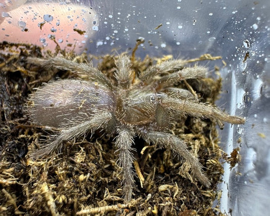 Urupelma peruvianum, formerly Homoeomma peruvianum (Peruvian blue tarantula) 0.75"