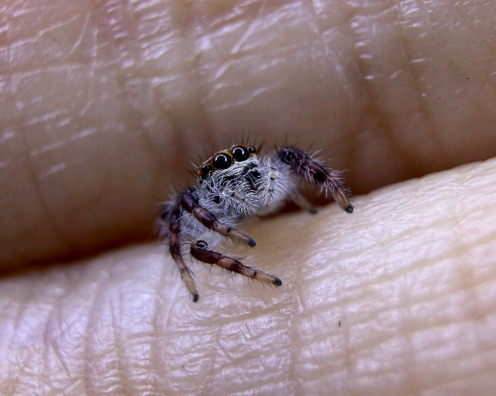 Hyllus diardi (Diard's jumping spider) 0.25"