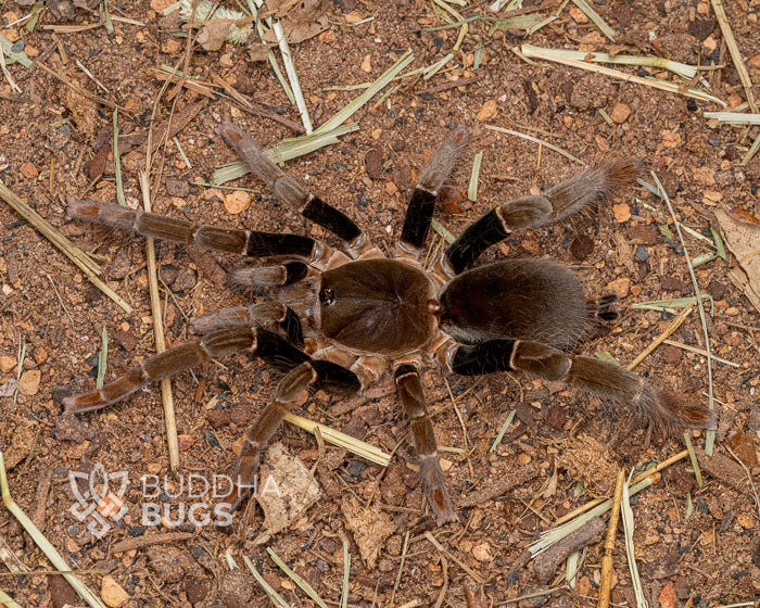 Hysterocrates gigas (Cameroon red baboon tarantula) 0.5"