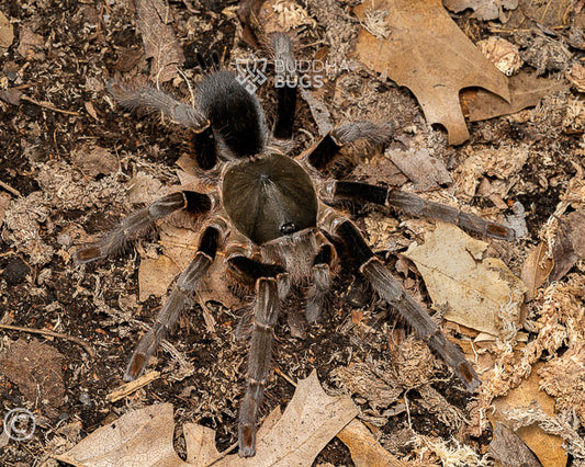 A female Hysterocrates laticeps, a Nigerian rust leg tarantula, poses on sandy clay.