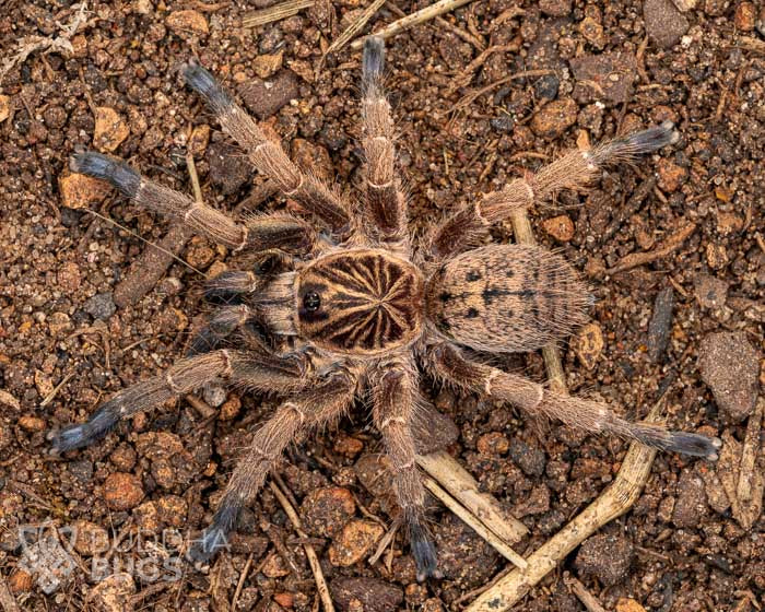 A female Idiothele mira, a blue-footed baboon tarantula, poses on sandy clay.