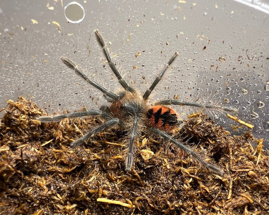 Pamphobeteus sp. 'tigris' (Ecuadorian black bird eater tarantula) 1.5"