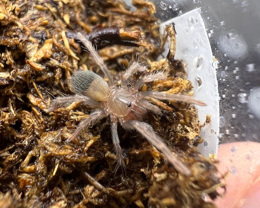 Theraphosinae sp. 'magma' (Peruvian magma tarantula) 0.5"
