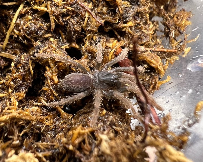 Orphnaecus sp. 'orange leg' (Philippine orange leg tarantula) 0.5"