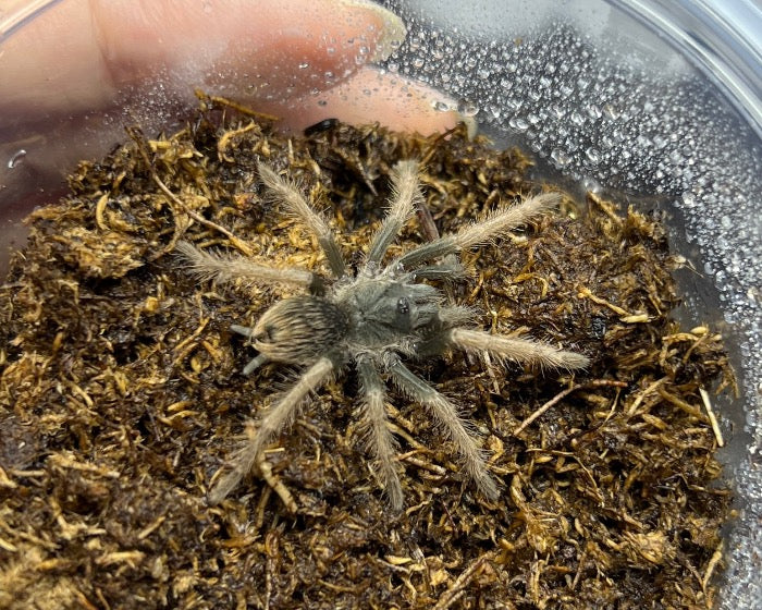 Pamphobeteus ultramarinus (Ecuadorian bird eater tarantula) 1.25"