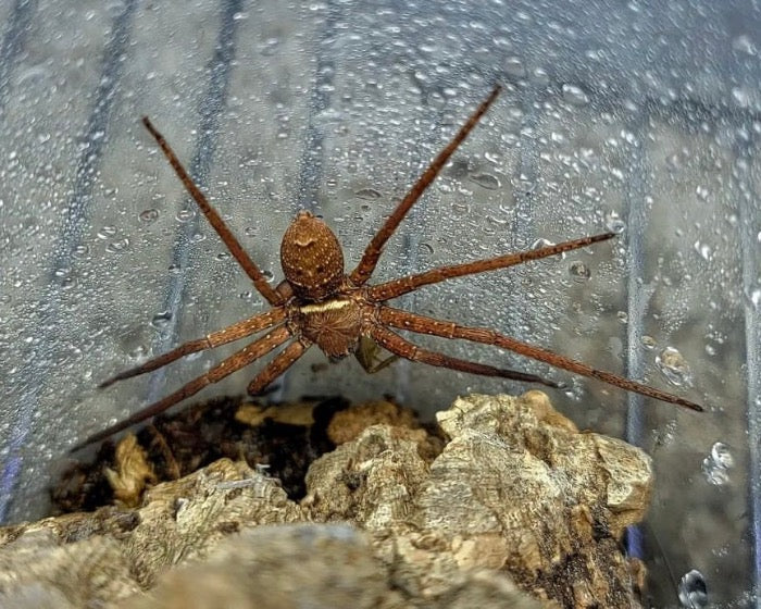 Heteropoda simplex 'Okinawa' (Okinawan red huntsman spider) 0.33"