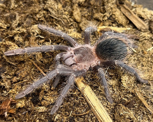 FREE w/ orders $200+.  Lasiodora parahybana (salmon pink bird-eating tarantula) 0.33"