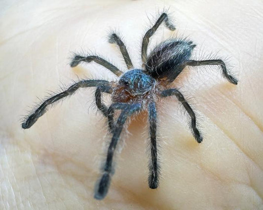 Iridopelma hirsutum (Amazon ribbed tarantula) 0.75"