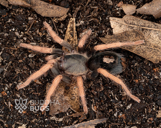 Kochiana brunnipes (dwarf pink leg tarantula) 0.125"