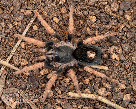 An adult female Kochiana brunnipes, a dwarf pink-legged tarantula, poses on sandy clay.