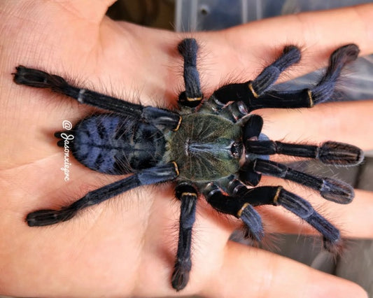 Lampropelma carpenteri (Sulawesi black earth tiger tarantula) 0.75"