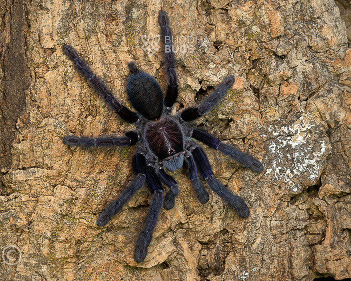 Lampropelma nigerrimum (Sangihe black tarantula) 0.75"