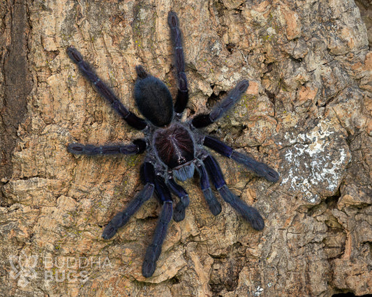 Lampropelma nigerrimum (Sangihe Island black tarantula) 0.75"
