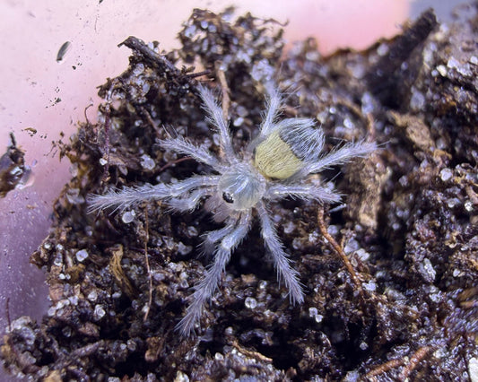 Lasiodora klugi (Bahia scarlet tarantula) 0.33"