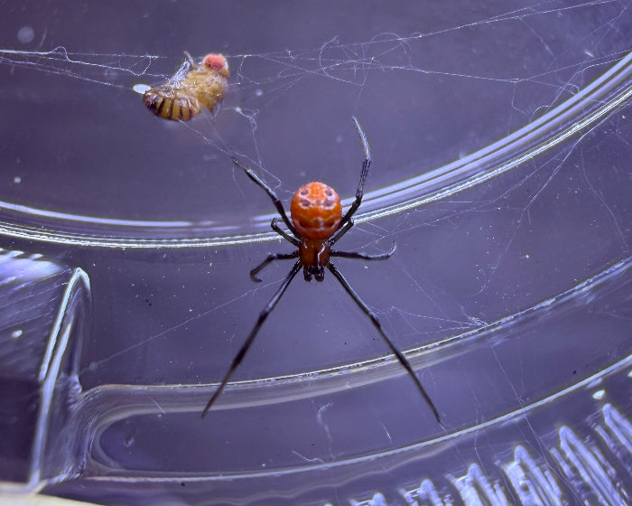 Latrodectus corallinus (coral widow spider) 0.125"