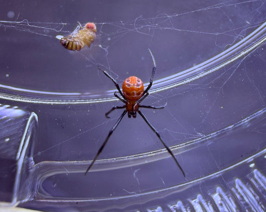 Latrodectus corallinus (coral widow spider) 0.25"