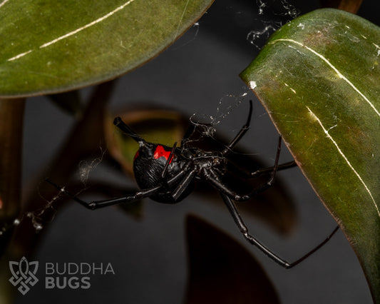 FREE w/ orders $50+. Latrodectus mactans (Southern black widow spider) 0.25"