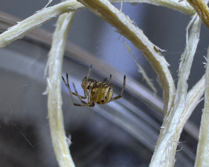 Latrodectus obscurior (obscure widow spider) 0.125"