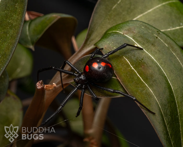 Latrodectus variolus (Northern widow spider) 1" WC FEMALE