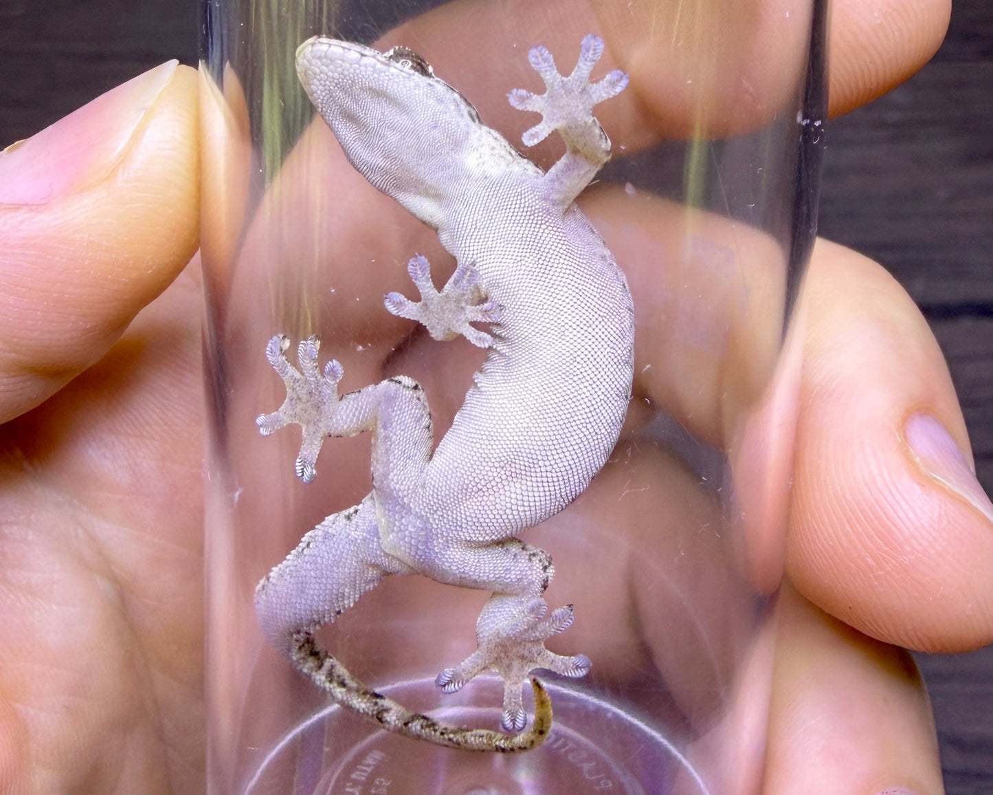 Lepidodactylus lugubris (mourning gecko)
