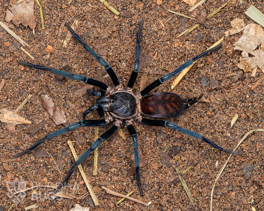 A female Linothele fallax, a Brazilian tiger curtain-web spider, poses on sandy clay.