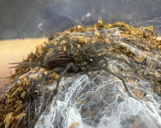 Linothele cf. sericata (Colombian curtain-web spider) 0.75"