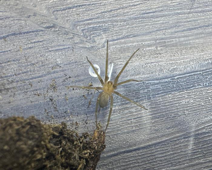 Loxosceles laeta (Chilean recluse spider) 0.75”