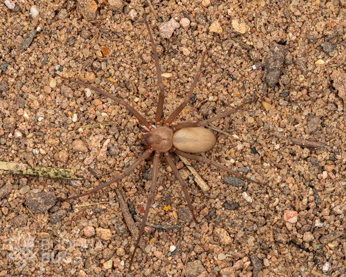 A mature female Loxosceles reclusa, a brown recluse spider, poses on sandy clay.
