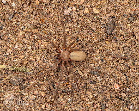 A mature female Loxosceles reclusa, a brown recluse spider, poses on sandy clay.
