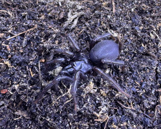 Macrothelidae sp. (Northern tunnel web spider) 1.5"